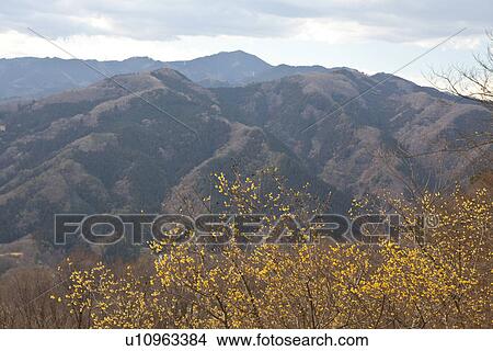 Picture - Wintersweet in Mountains. Fotosearch