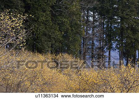Picture - Wintersweet. Fotosearch