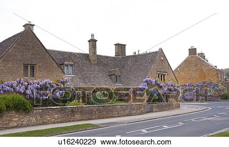 Wisteria Blooming on House View Large Photo Image Stock Photo - Wisteria Blooming on House. Fotosearch