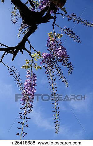 Stock Photo - Wisteria Blossoms Against Sky. Fotosearch