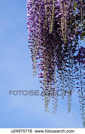 Wisteria Blossoms Against Sky View Large Photo Image Stock Photograph - Wisteria Blossoms Against Sky. Fotosearch