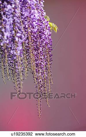Stock Image - Wisteria Blossoms. Fotosearch