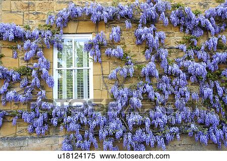 Wisteria Growing on House Wall View Large Photo Image Stock Photography - Wisteria Growing on House Wall. Fotosearch