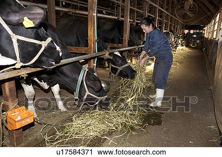 Woman Feeding Cows with Hay View Large Photo Image Stock Image - Woman Feeding Cows with Hay. Fotosearch
