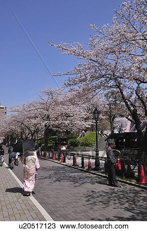 Stock Image - Woman in Kimono in Sumida Park. Fotosearch