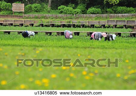 Women Working in Field View Large Photo Image Stock Photography - Women Working in Field. Fotosearch