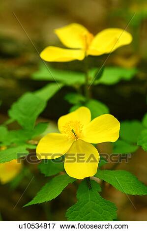 Yamabuki-so Flowers View Large Photo Image Stock Photo - Yamabuki-so Flowers. Fotosearch