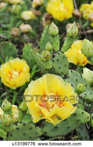 Yellow Cactus Flower View Large Photo Image Stock Photograph - Yellow Cactus Flower. Fotosearch