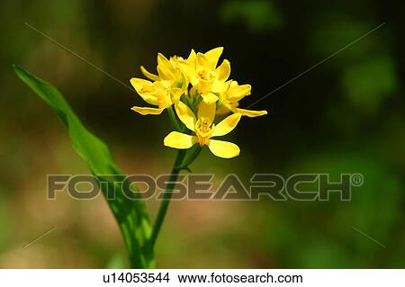 Yellow Flowers View Large Photo Image Picture - Yellow Flowers. Fotosearch