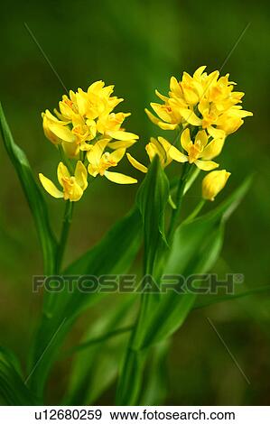 Yellow Flowers View Large Photo Image Stock Photo - Yellow Flowers. Fotosearch
