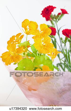 Yellow Nasturtium Flowers View Large Photo Image Stock Image - Yellow Nasturtium Flowers. Fotosearch