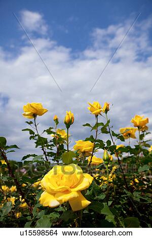 Picture - Yellow Roses. Fotosearch