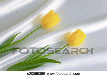 Yellow Tulips on Satin View Large Photo Image Stock Photo - Yellow Tulips on Satin. Fotosearch