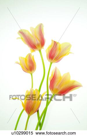 Yellow Tulips View Large Photo Image Stock Photography - Yellow Tulips. Fotosearch