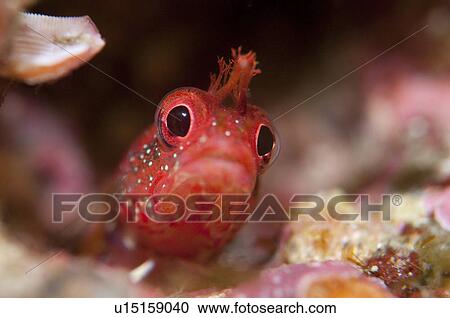 Stock Image - Young Neoclinus Okazakii. Fotosearch