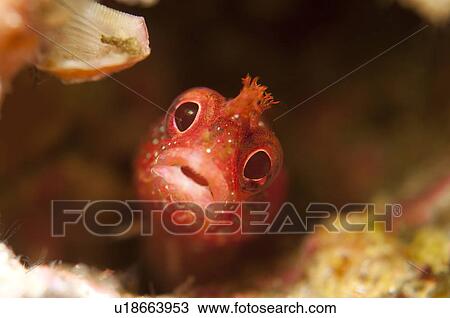 Stock Image - Young Neoclinus Okazakii. Fotosearch