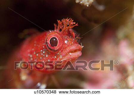 Stock Photo - Young Neoclinus Okazakii. Fotosearch