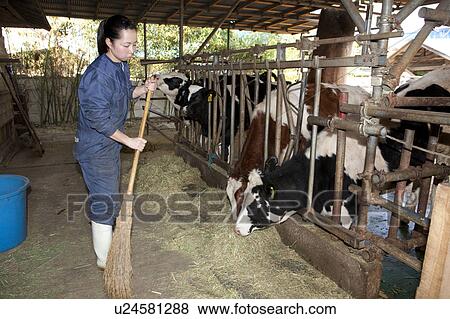 Young Woman Sweeping Hay View Large Photo Image Stock Photo - Young Woman Sweeping Hay. Fotosearch