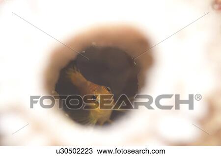 Young Yellow Hawkfish View Large Photo Image Stock Image - Young Yellow Hawkfish. Fotosearch