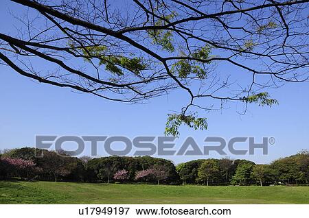 Yumenoshima Park View Large Photo Image Stock Photo - Yumenoshima Park. Fotosearch