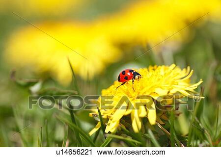 22-spot Ladybird on Dandelion View Large Photo Image Stock Image - 22-spot Ladybird on Dandelion. Fotosearch