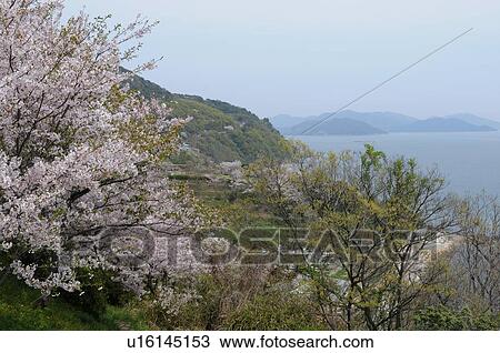 Stock Image - Ako Misaki. Fotosearch
