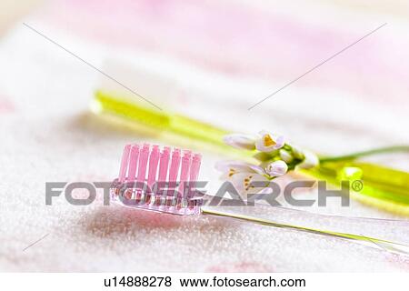 Allium Flower and Toothbrush View Large Photo Image Stock Photo - Allium Flower and Toothbrush. Fotosearch