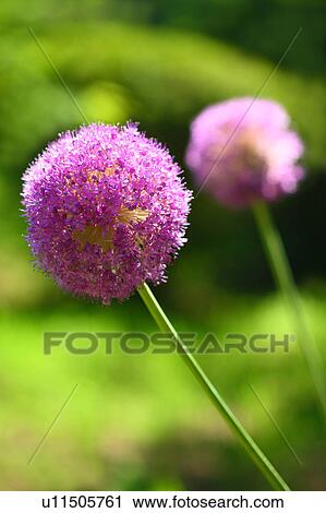 Stock Image - Allium Flower. Fotosearch