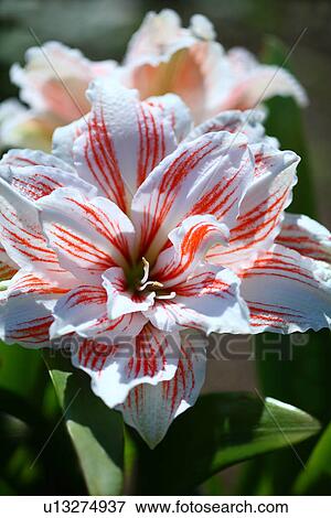 Stock Photo - Amaryllis. Fotosearch