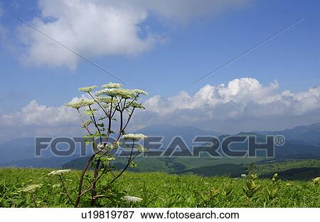 Stock Photo - Angelica and Rolling Landscape. Fotosearch
