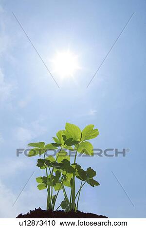 Angelica Under Blue Sky View Large Photo Image Stock Image - Angelica Under Blue Sky. Fotosearch