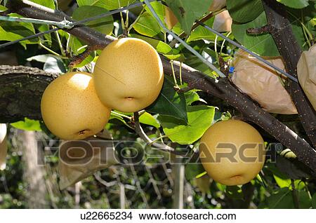 Picture - Asian pears, Hyogo Prefecture, Japan. Fotosearch