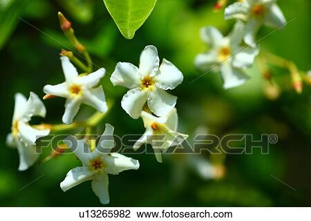 Asiatic Jasmine (Trachelospermum asiaticum) View Large Photo Image Stock Image - Asiatic Jasmine (Trachelospermum asiaticum) . Fotosearch