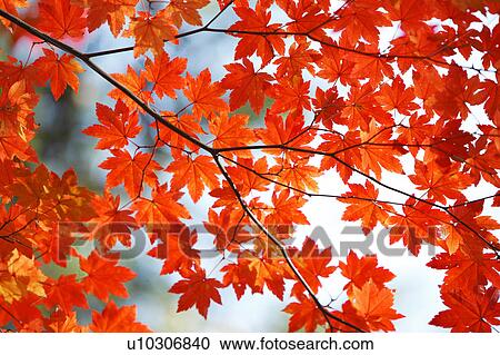 Autumnal Maple View Large Photo Image Stock Image - Autumnal Maple. Fotosearch