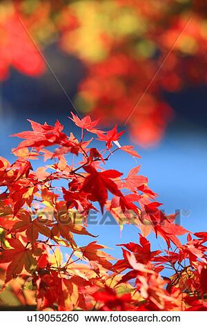 Stock Image - Autumnal Maple. Fotosearch