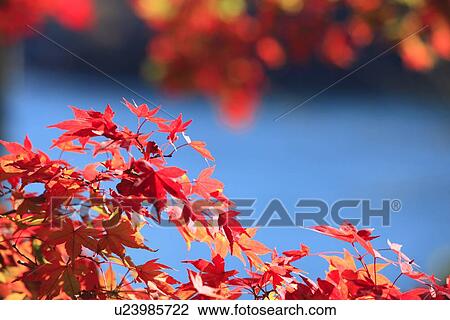 Autumnal Maple View Large Photo Image Stock Image - Autumnal Maple. Fotosearch