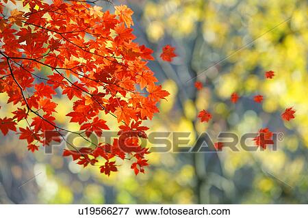 Autumnal Maple View Large Photo Image Stock Photo - Autumnal Maple. Fotosearch