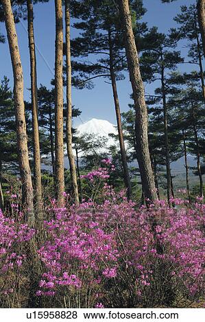 Azalea Blossoms and Mount Fuji View Large Photo Image Stock Photo - Azalea Blossoms and Mount Fuji. Fotosearch