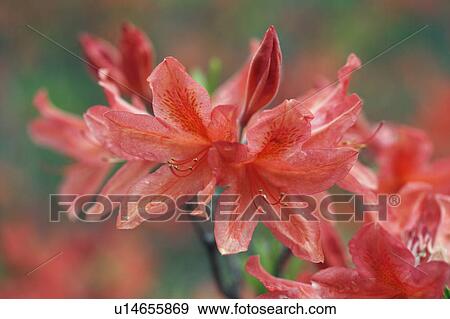 Azalea Blossoms View Large Photo Image Stock Photo - Azalea Blossoms. Fotosearch