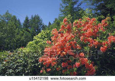 Stock Photo - Azalea Blossoms. Fotosearch