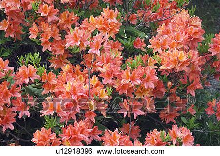 Stock Photograph - Azalea Blossoms. Fotosearch
