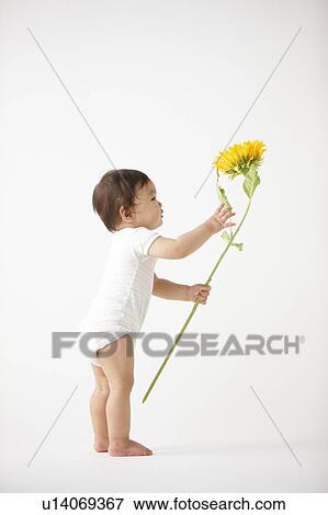 Baby Boy and Sunflower View Large Photo Image Stock Photo - Baby Boy and Sunflower. Fotosearch