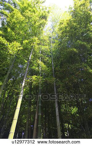 Stock Image - Bamboo Forest. Fotosearch