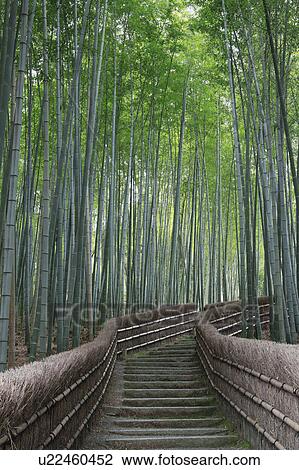 Stock Image - Bamboo Forest. Fotosearch