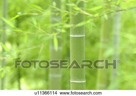 Bamboo Grove View Large Photo Image Picture - Bamboo Grove. Fotosearch