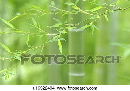 Bamboo Grove View Large Photo Image Picture - Bamboo Grove. Fotosearch