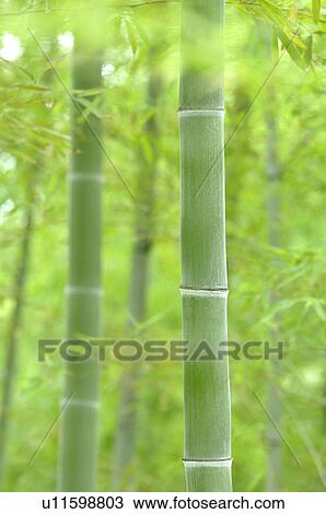 Stock Image - Bamboo Grove. Fotosearch