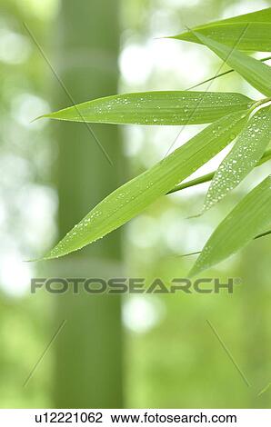 Stock Image - Bamboo Grove. Fotosearch