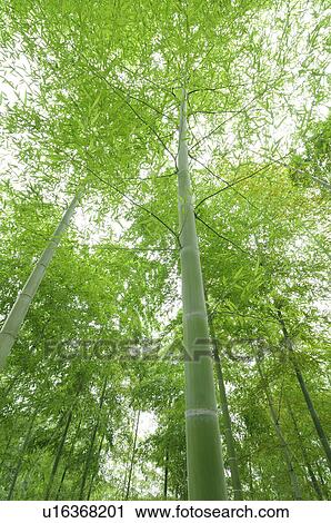 Bamboo Grove View Large Photo Image Stock Image - Bamboo Grove. Fotosearch