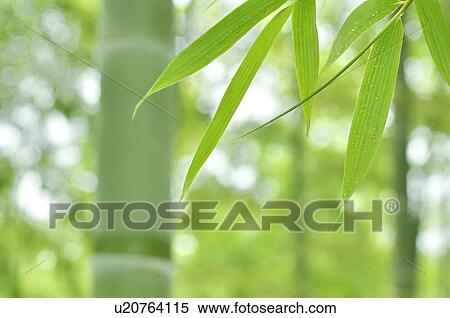 Bamboo Grove View Large Photo Image Stock Photography - Bamboo Grove. Fotosearch
